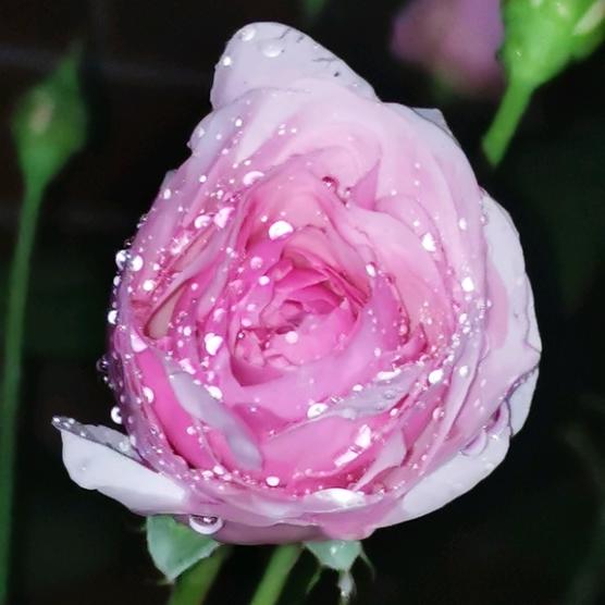 两广楼顶种伊芙月季哪个品种好?