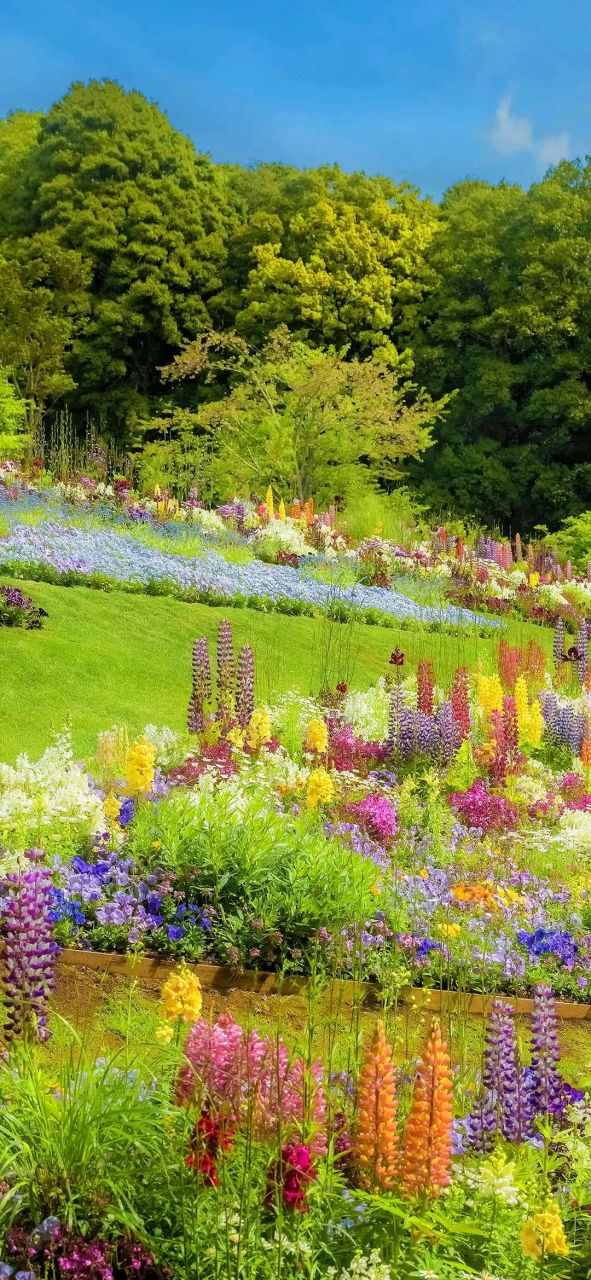 仙人掌做不了花没让人捧在手心里.#壁纸# #风景# #鲜花