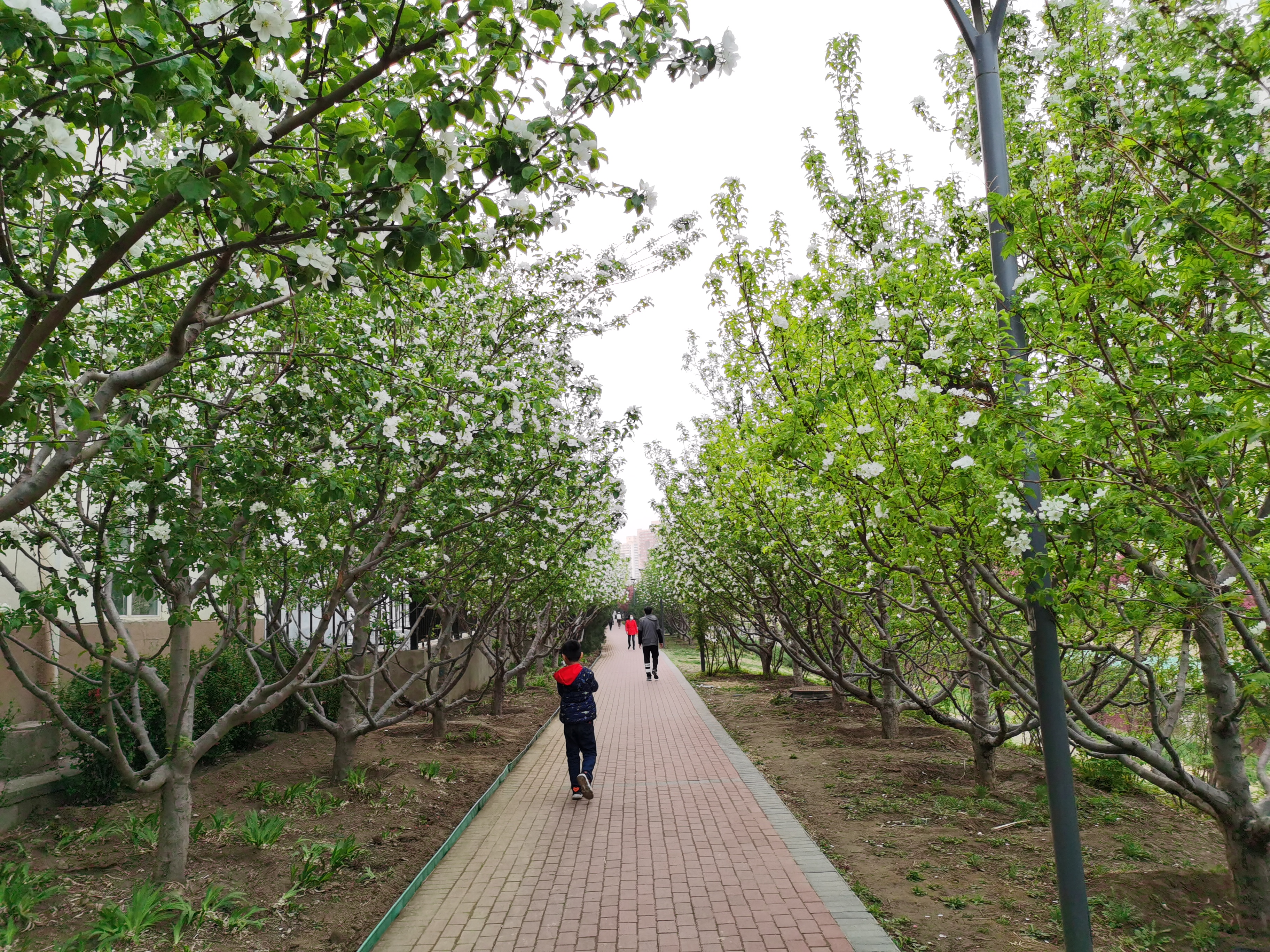 春天的萧太后河公园适合去赏花看瀑布