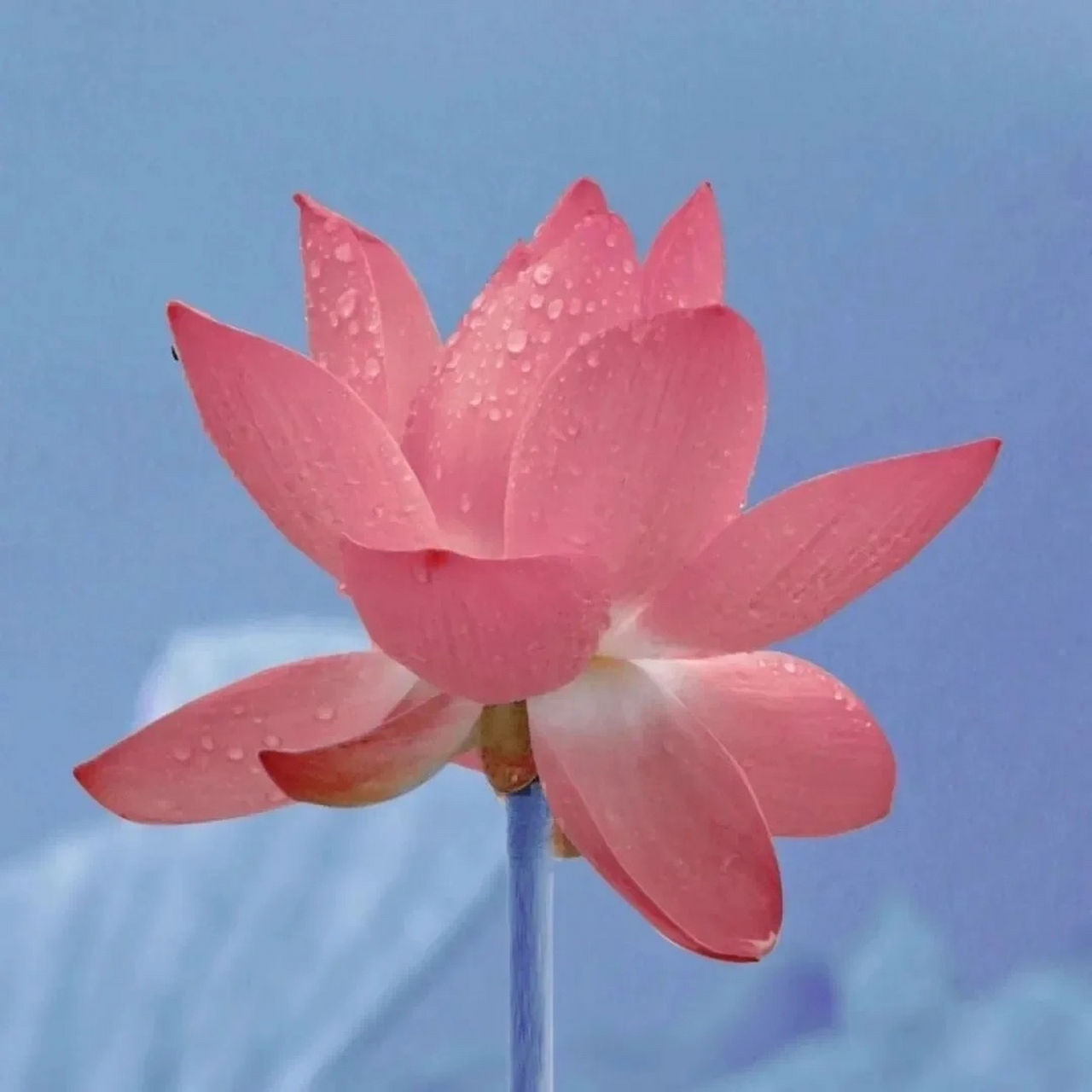 赚钱是成年人最大的体面#头像#  分享长辈们最爱的荷花03头像