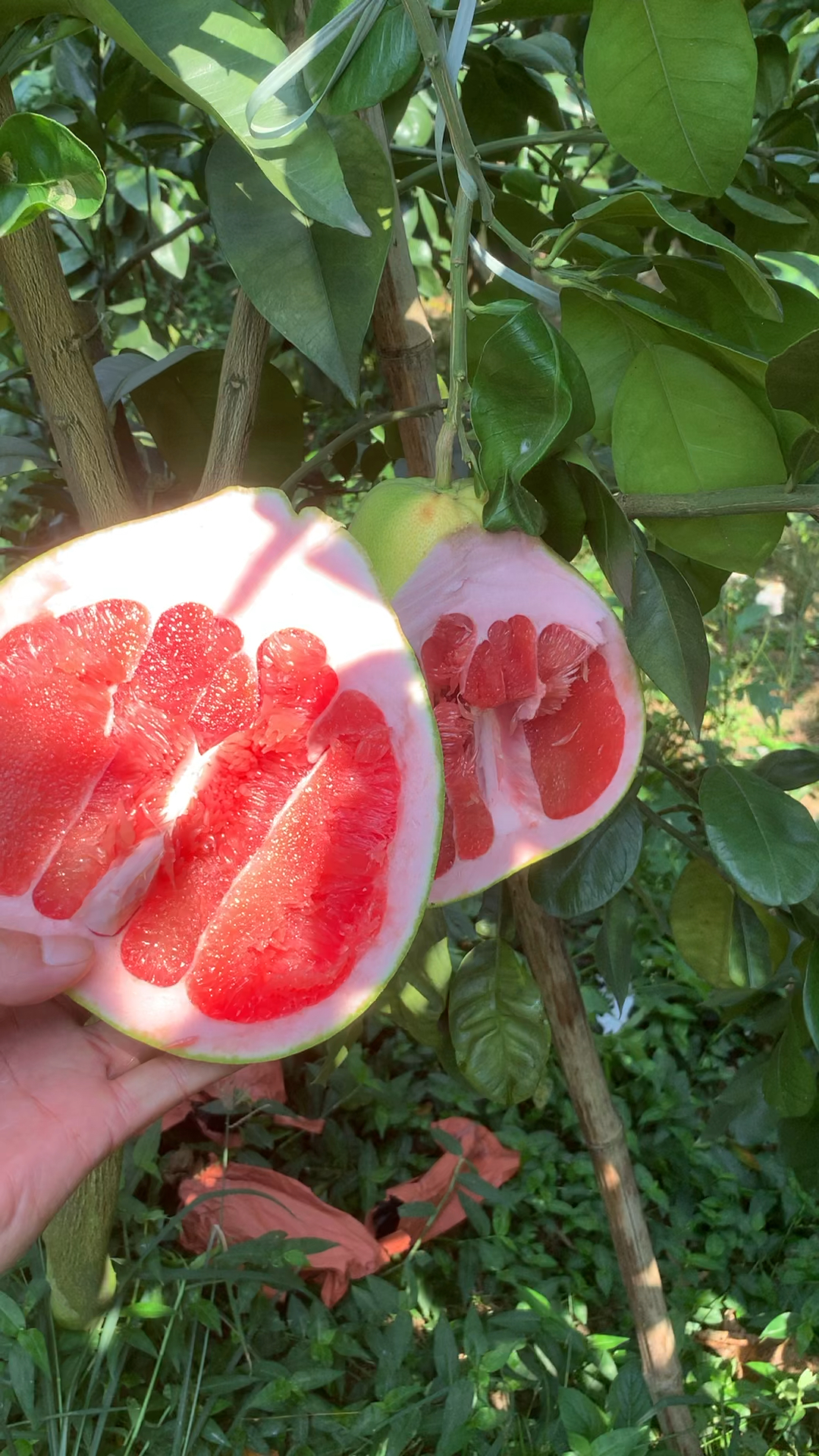 红宝石青柚苗柚子苗果园现场开果肉质细嫩水份多甜度高外皮青肉红个大