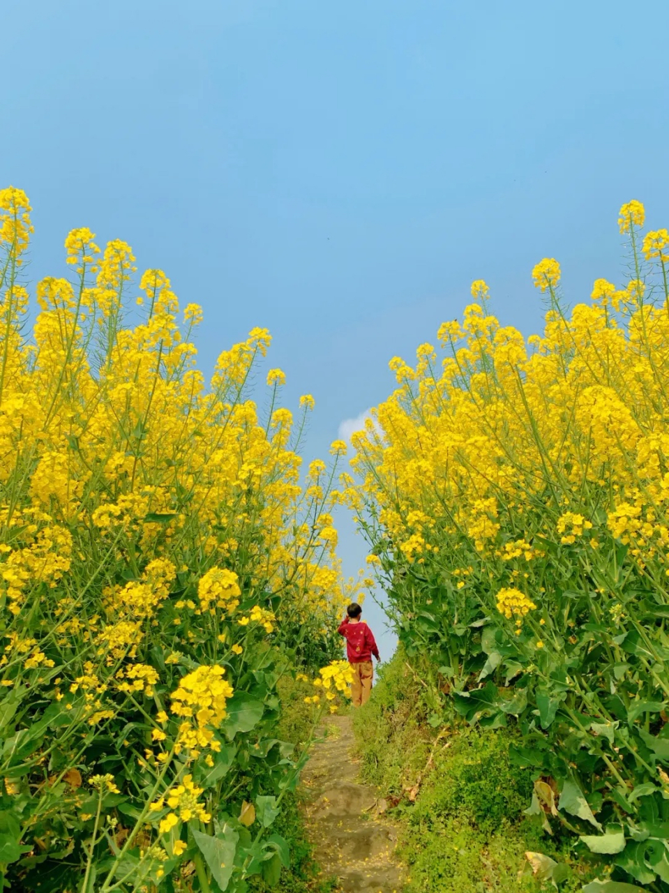 成都双流油菜花一日游图片