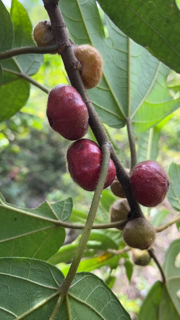 特别漂亮的五指毛桃的果实