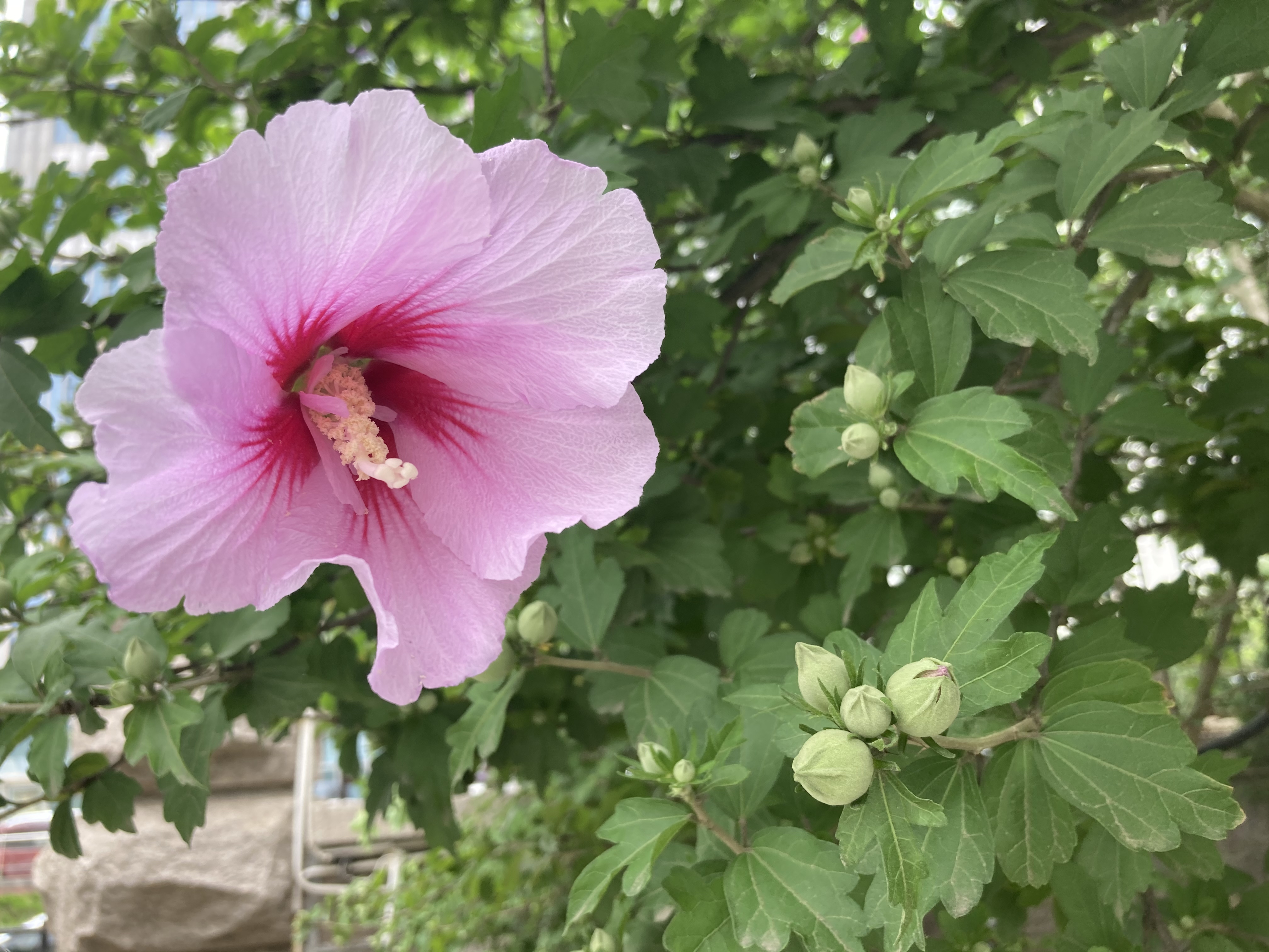 朝朝暮暮,满树繁花似锦——木槿花