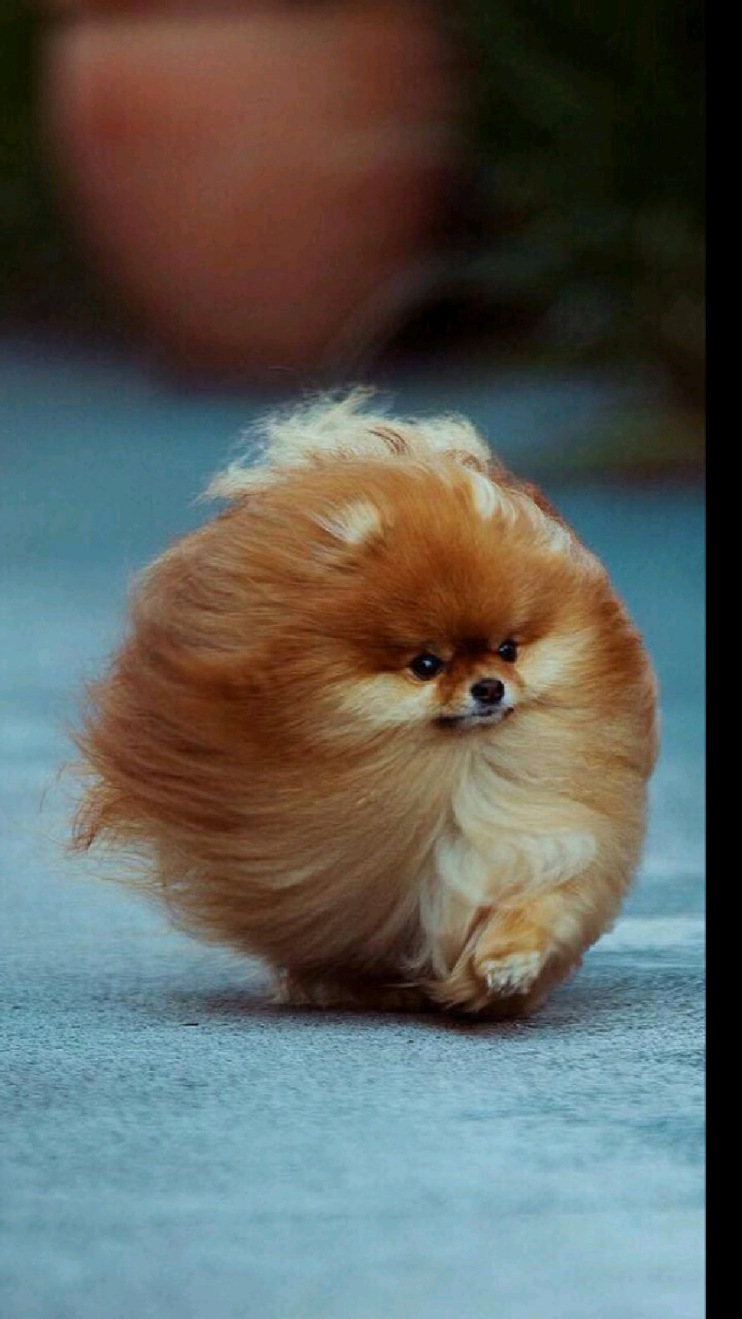 风吹小狗,像奔波的自己