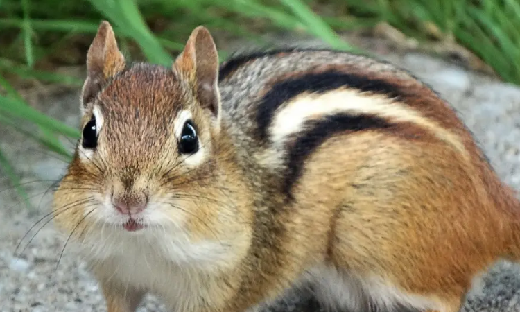 松鼠的种类有