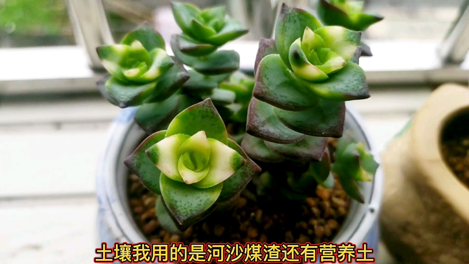 寓意着财富满贯的多肉钱串,你家有养上一些吗?这样养护很漂亮