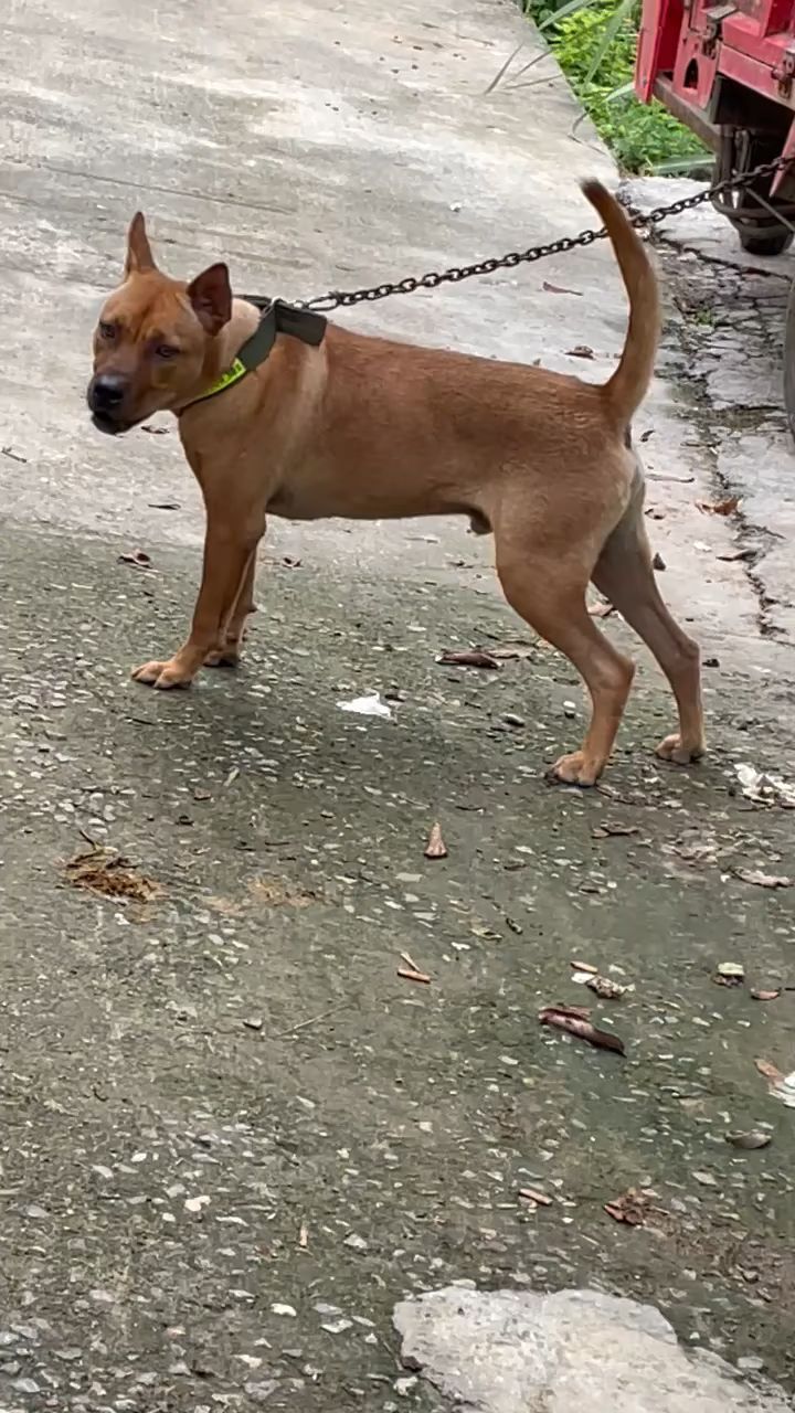 比特串广西土猎犬这身材适合打猎速度型
