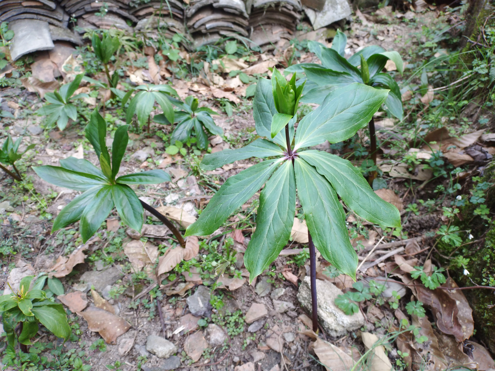 七叶一枝花,又名重楼#中草药