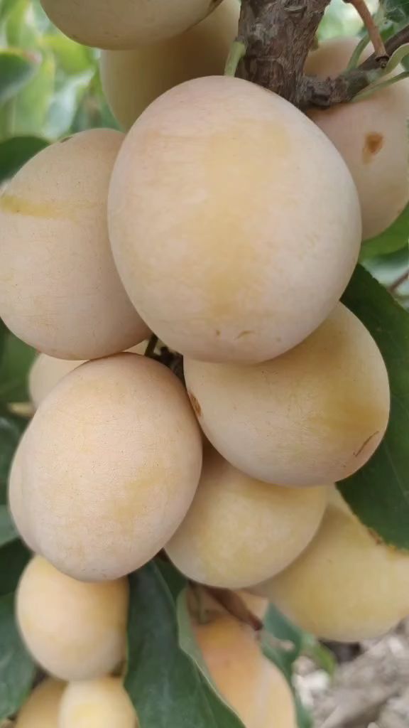 黄金西梅李子,西梅李子,西梅树苗-度小视