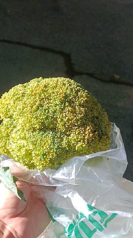 菜买多忘记吃,西兰花从绿变黄真的感觉太浪费,下次自己要长记性了