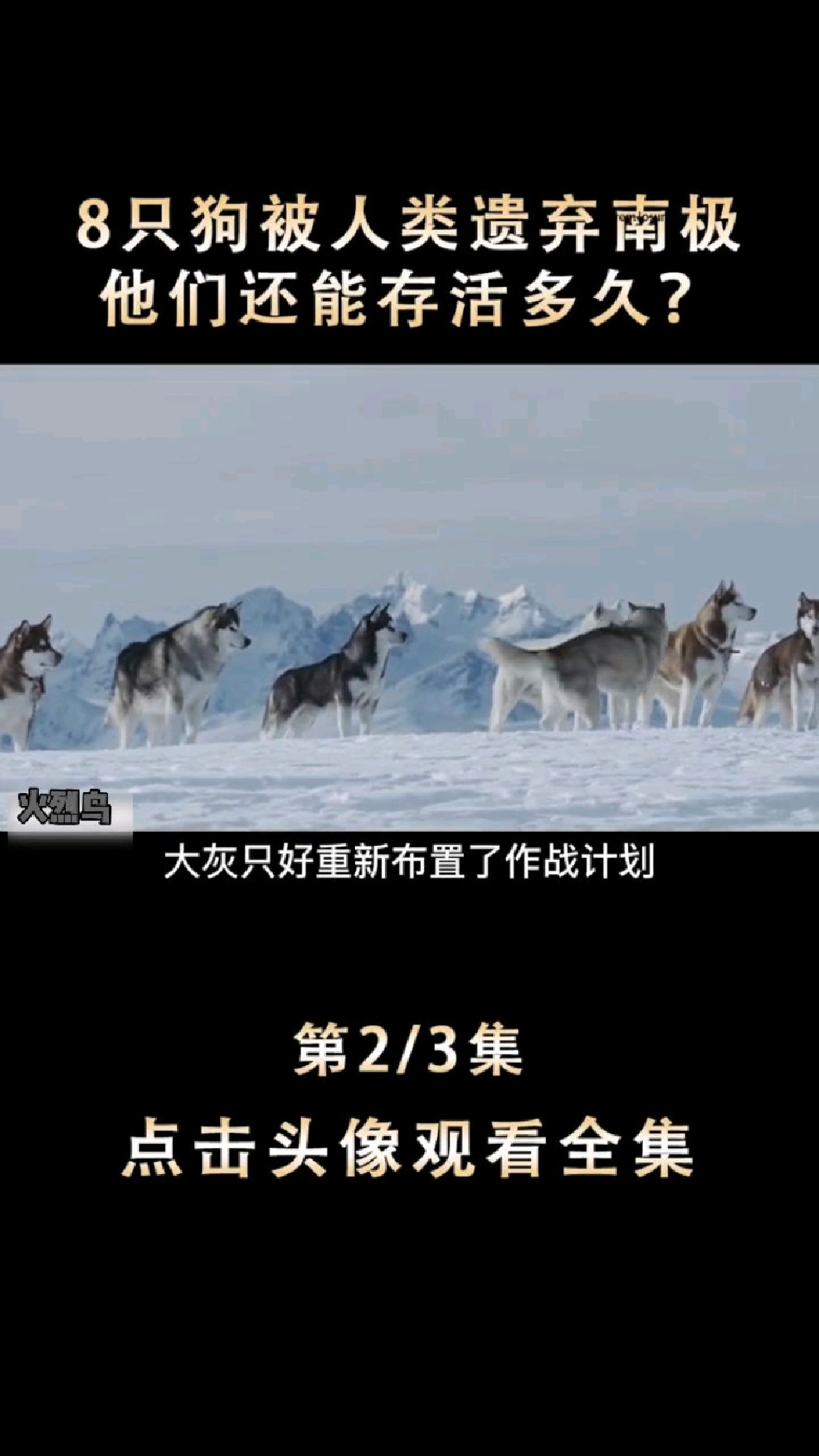 南极大冒险真实事件改编8只狗狗被人类遗弃南极他们能存活多久