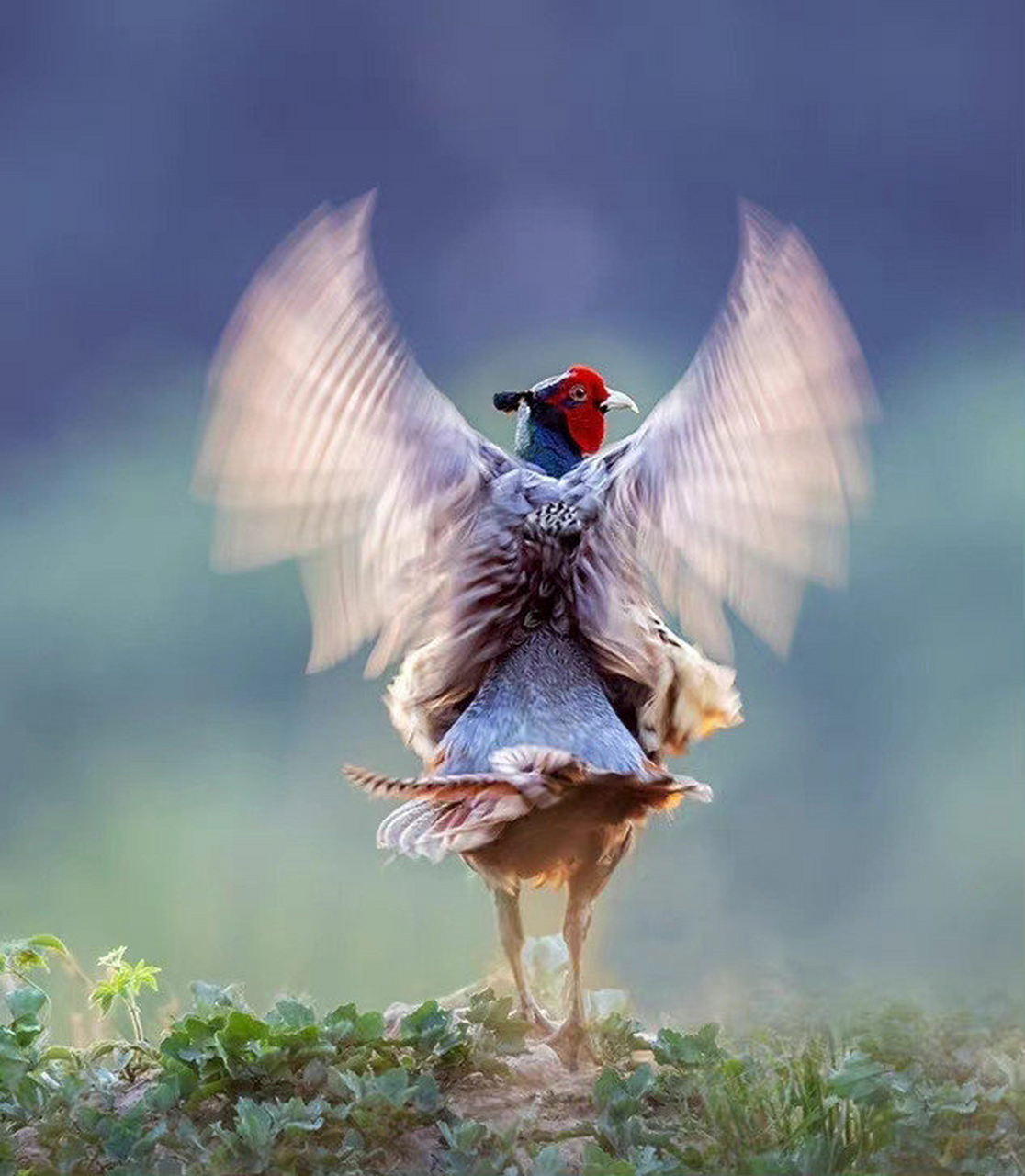 吉祥如意平安开扇