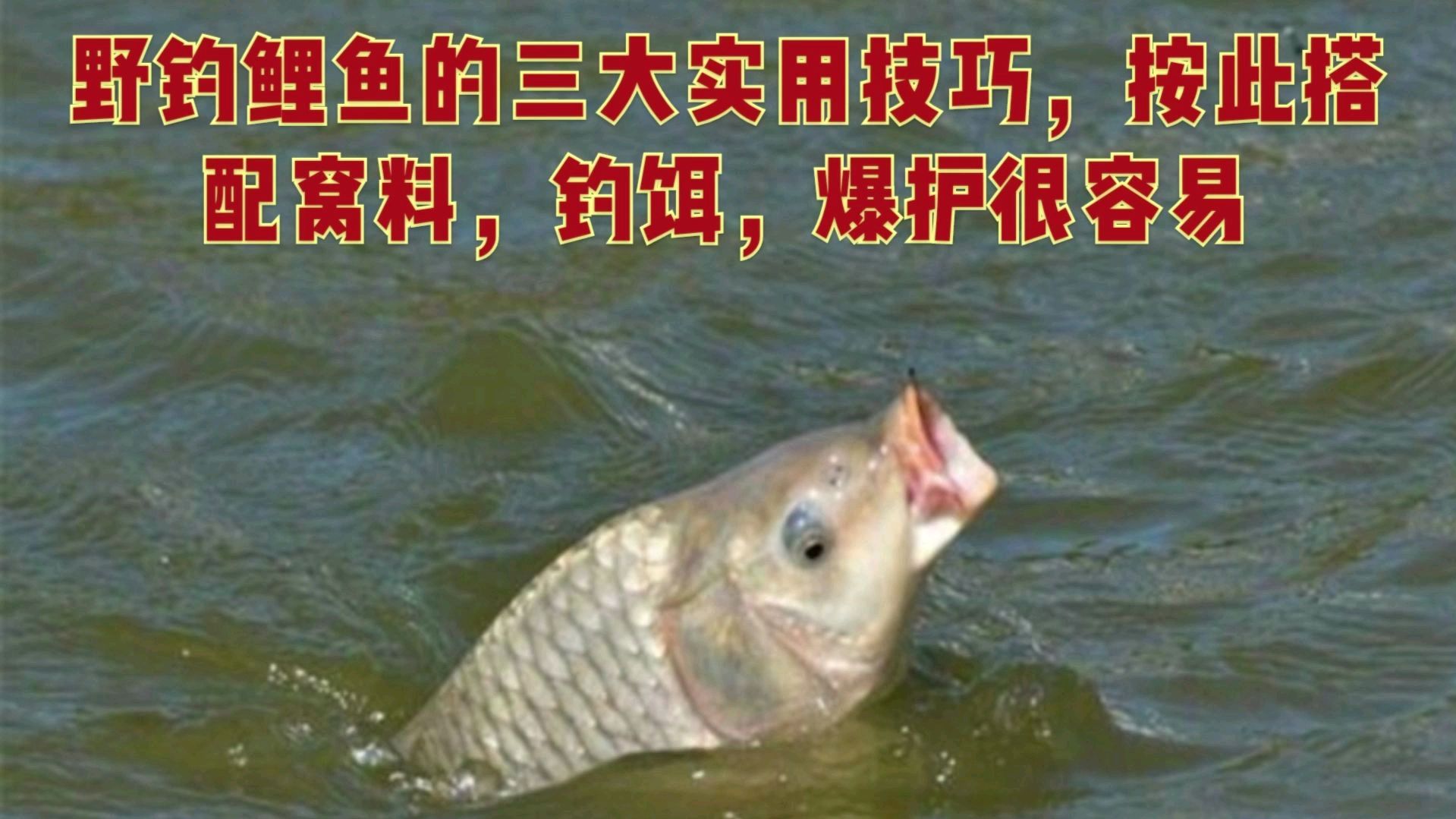 野钓鲤鱼的三大使用技巧,按此搭配窝料,钓饵爆护很容易