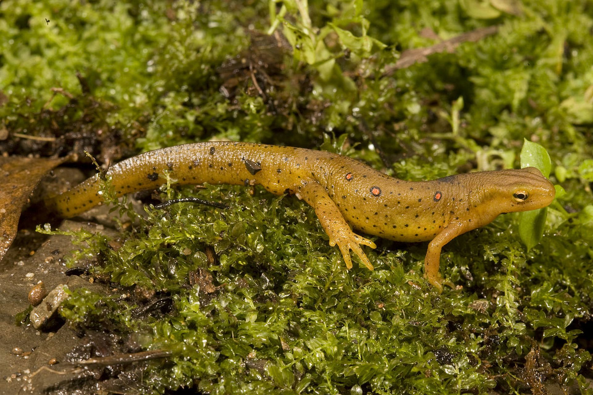 动物趣图# 好漂亮的蝾螈.