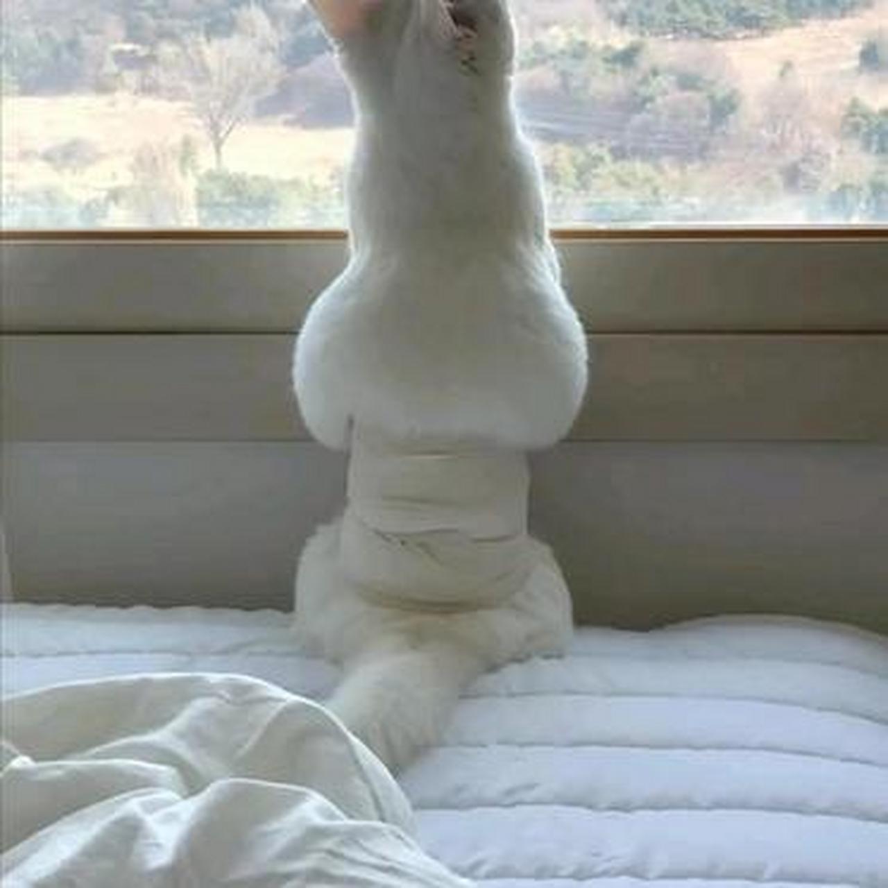 现在猫都知道用束腹带啦!