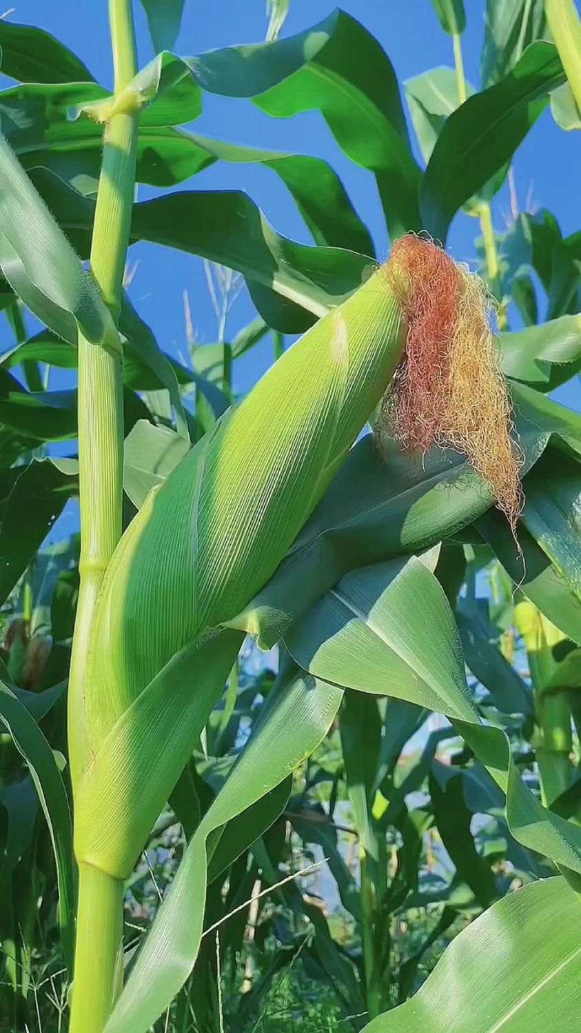 乡村田园风光#最美的玉米