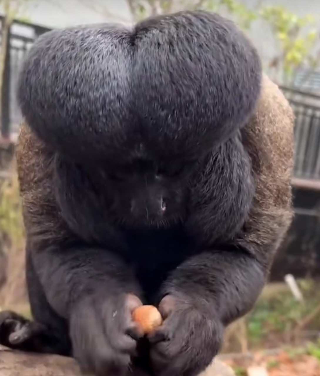 看看这是啥猴子啊,怎么那么另类!#搞笑# #趣图搞笑# #搞笑内涵图