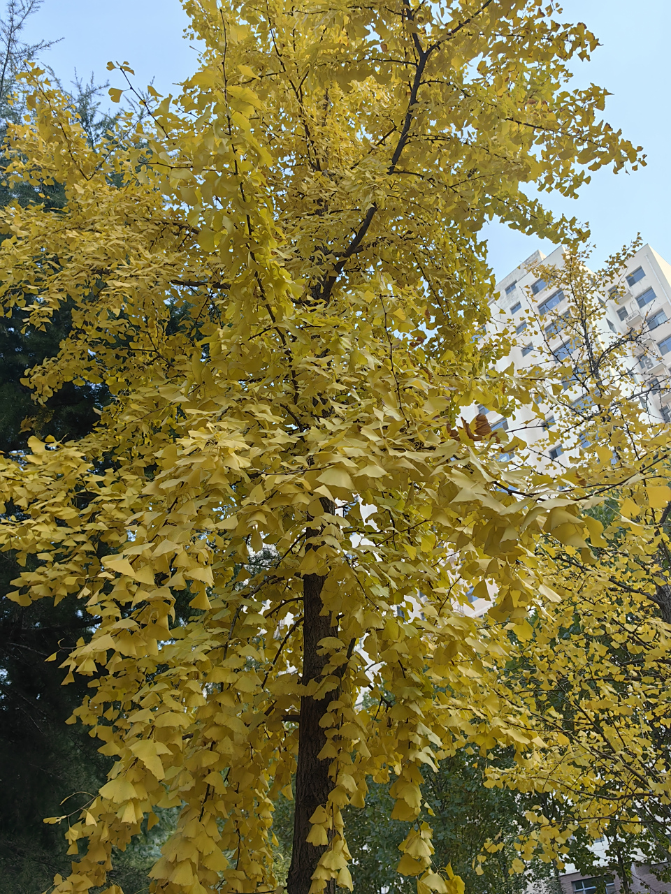 冬天的第一张照片#  小区的银杏树