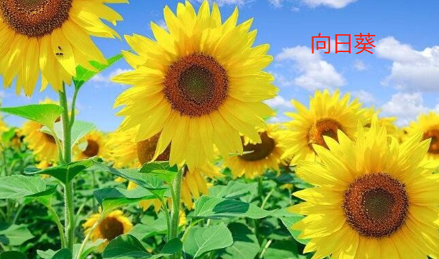 向日葵又叫什么名字