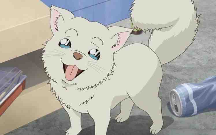 名侦探柯南:零的日常第5话剧照,安室透收养哈罗,卡迈尔登场