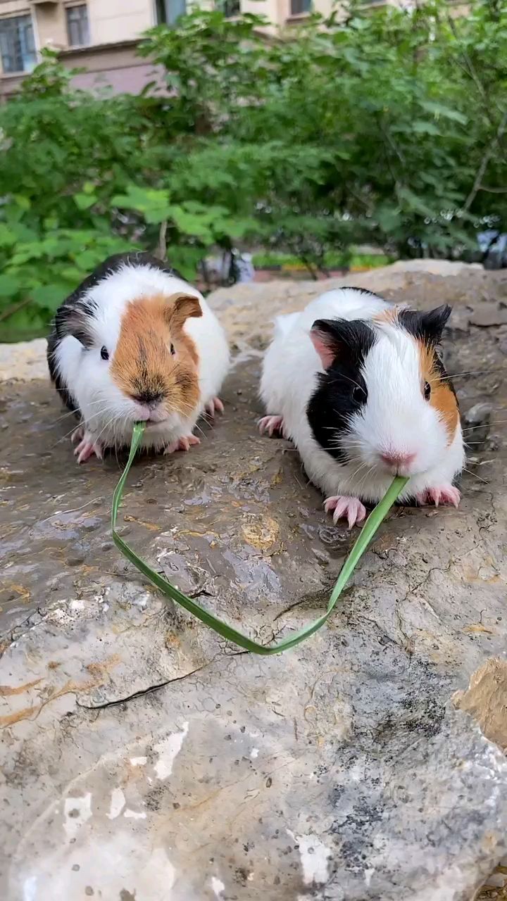 这小老鼠吃东西也太可爱吧!