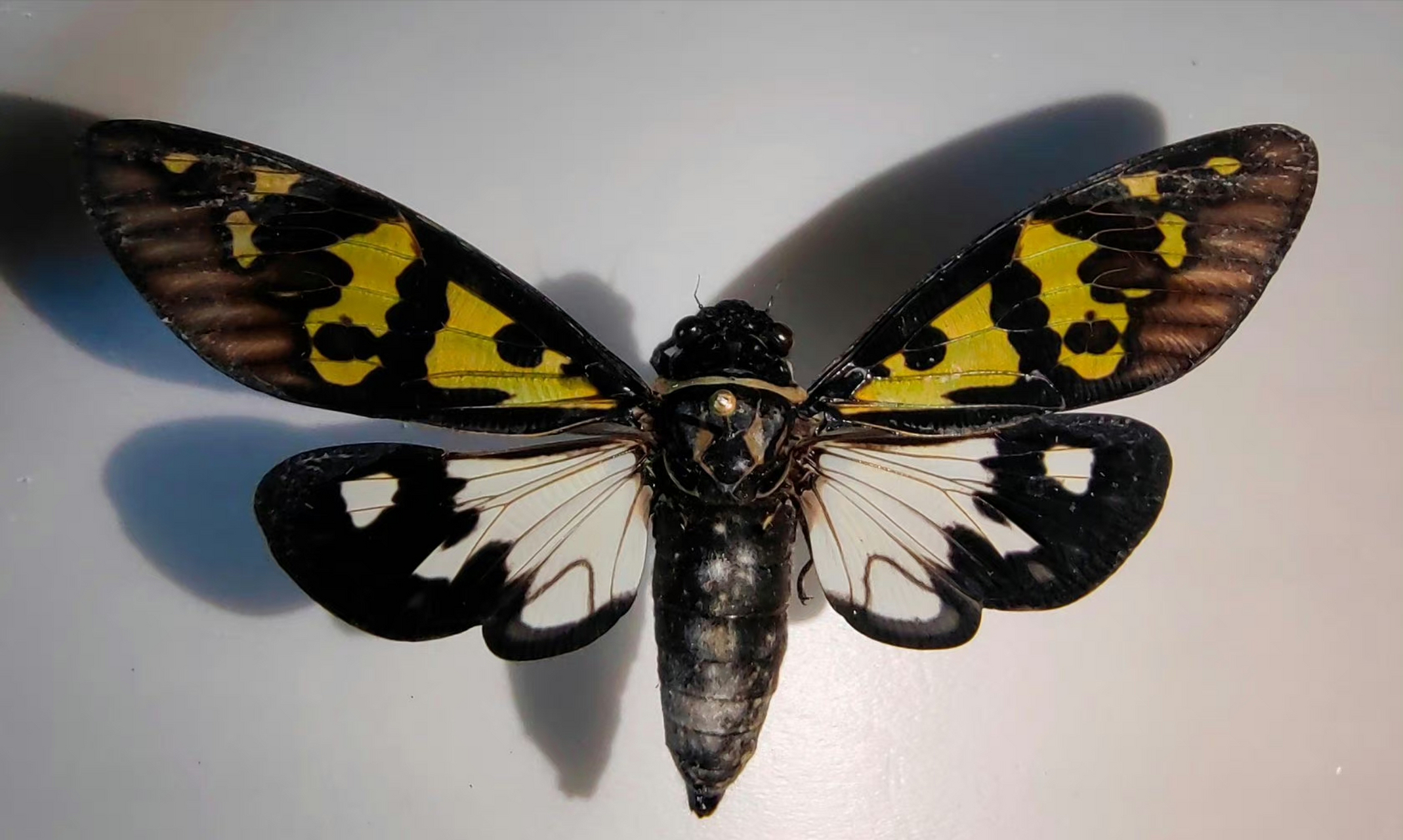 赤橙黄绿青蓝紫,彩蝉的色斑型令人眼花缭乱,人生就像一场马拉松,关键