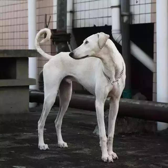 陕西细犬两大类