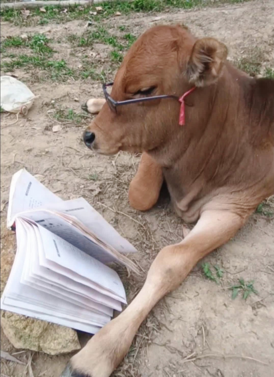 有模有样,妥妥的牛博士.#趣图搞笑