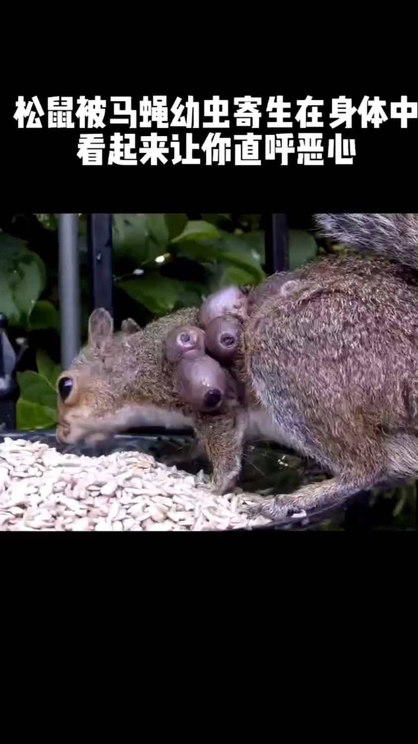松鼠被马蝇幼虫寄生在身体中看起来让你直呼恶心滤镜