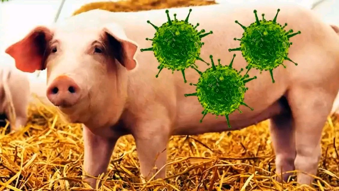 中国研究人员发现新型猪流感病毒,具备在人群中流行潜力