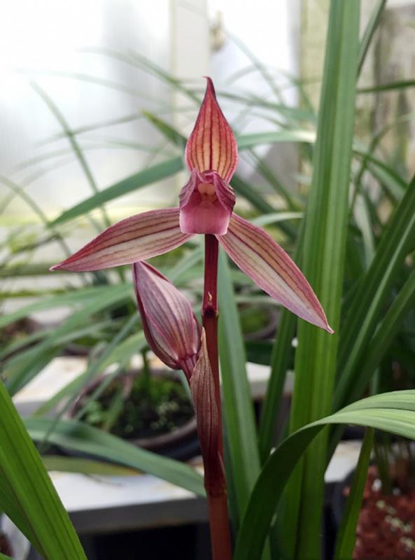 春剑中华红素,春剑里的极品红素