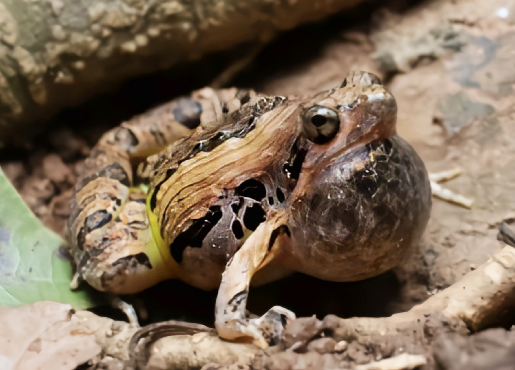 每天认识一种动物——花姬蛙 花姬蛙别名梨头蛙,广泛分布于亚洲地区