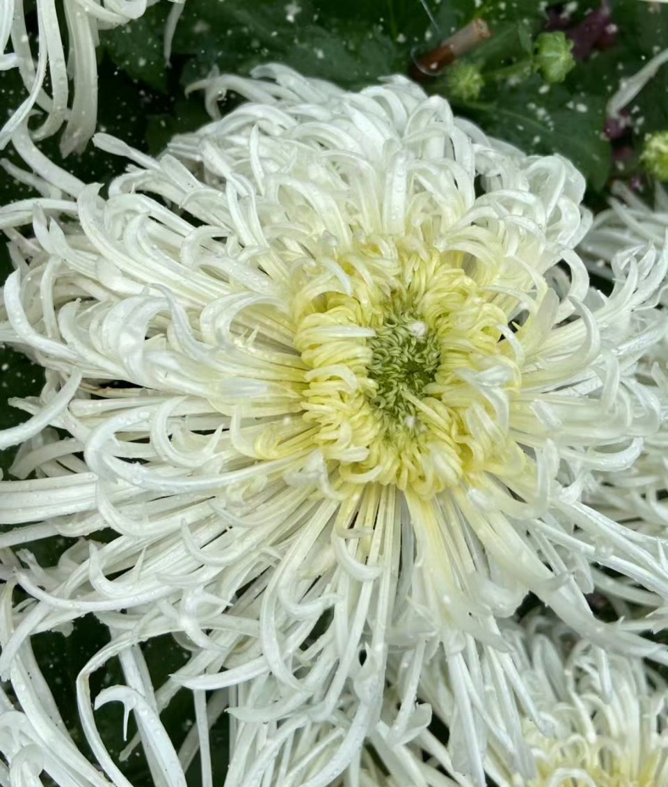 菊花又名鞠,黄花,秋菊,节花,九月菊,寒菊等,为菊科菊属多年生宿根草本