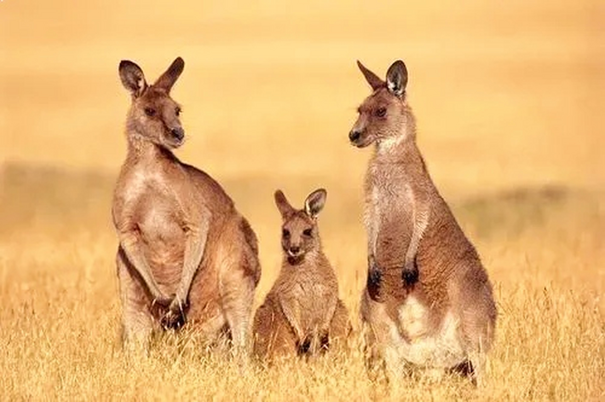 澳大利亚中国汽车销量变化:  1,2020年3万辆; 2,2021年7万辆; 3,2022