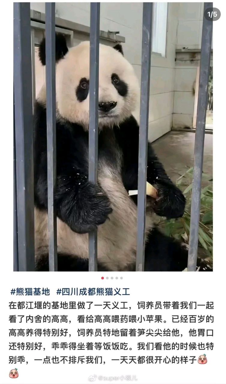 这是真的吗?高高回国后就没有公开展出过,理由是年龄大,身体不好需要