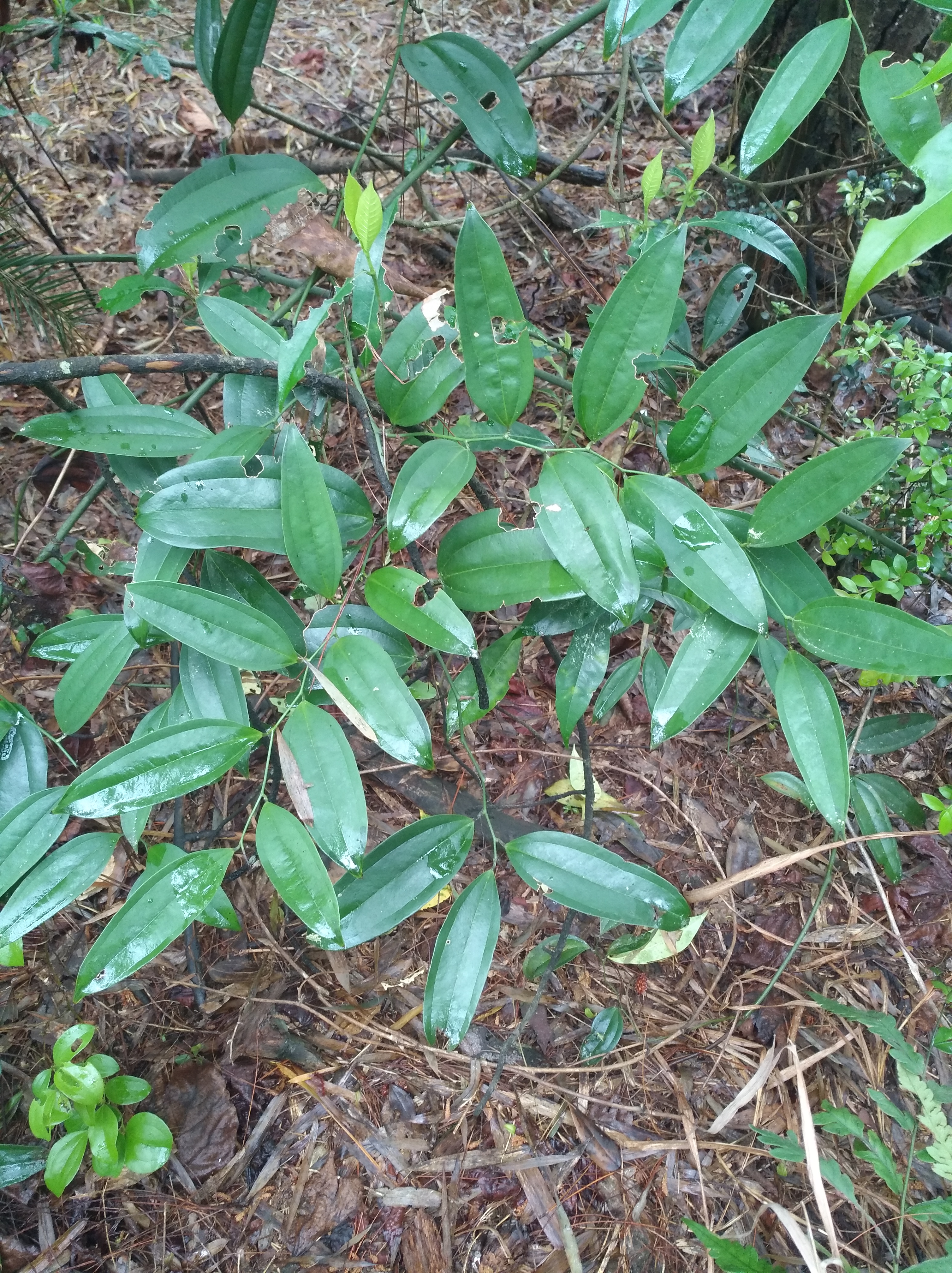 山里野生万寿竹,寓意很好养家里,观赏价值更高