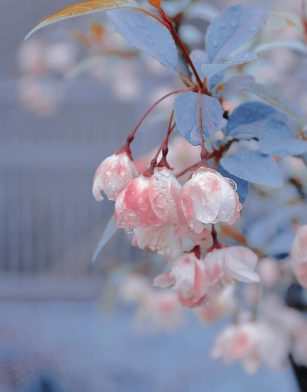 海棠花:愿你千山暮雪海棠依旧02,不为岁月惊扰平添忧愁.