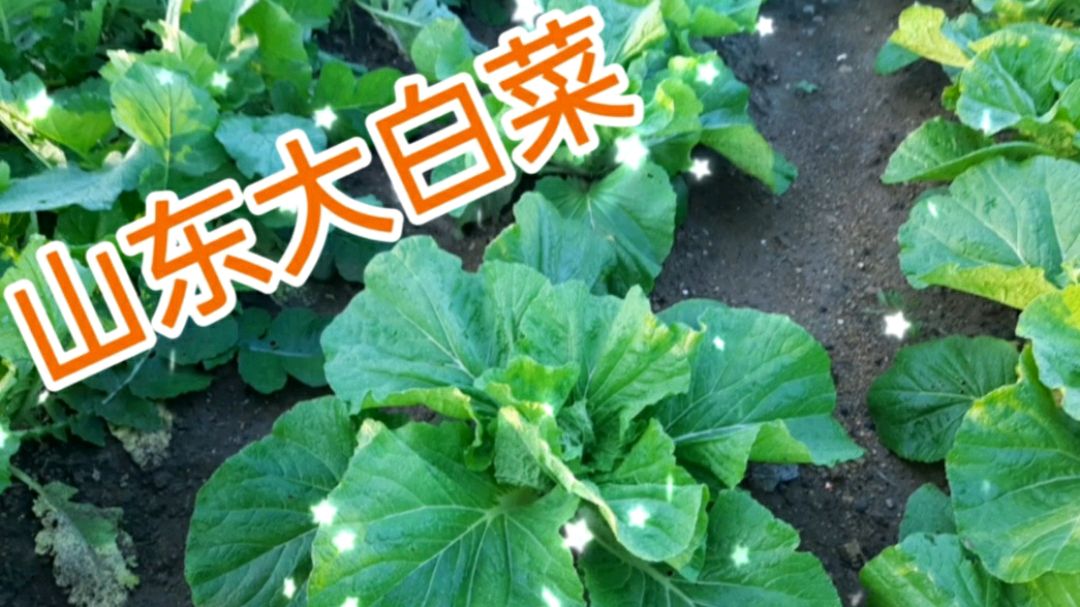 记录一下山东大白菜和大萝卜的生长过程,感受一种大自然的微妙!
