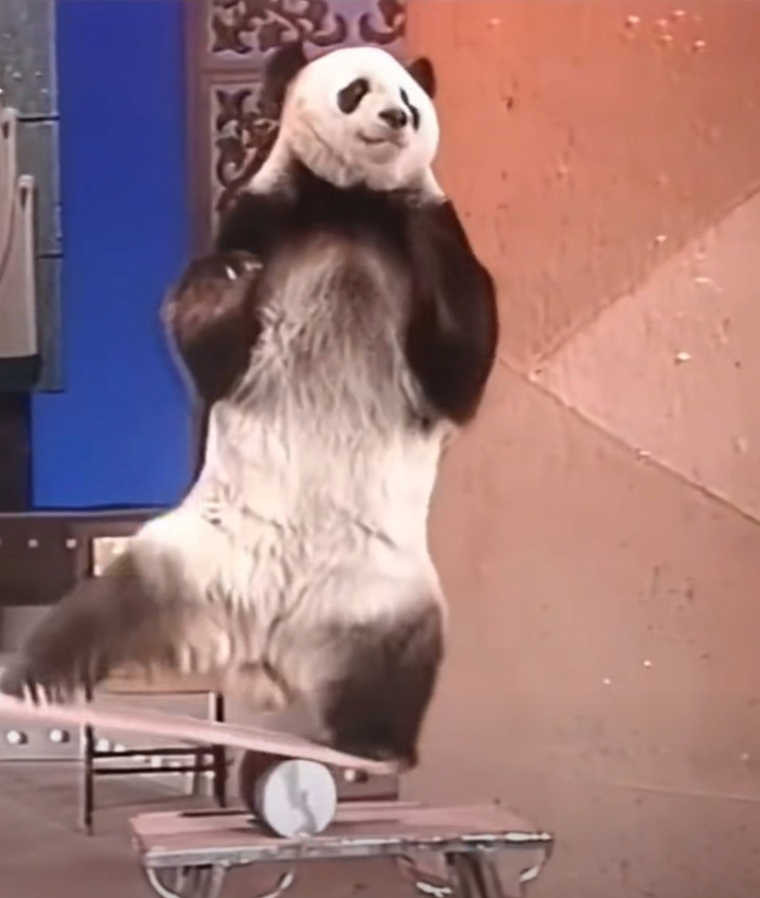 这个热爱表演杂技的熊猫叫巴斯,据说不让表演就生气 