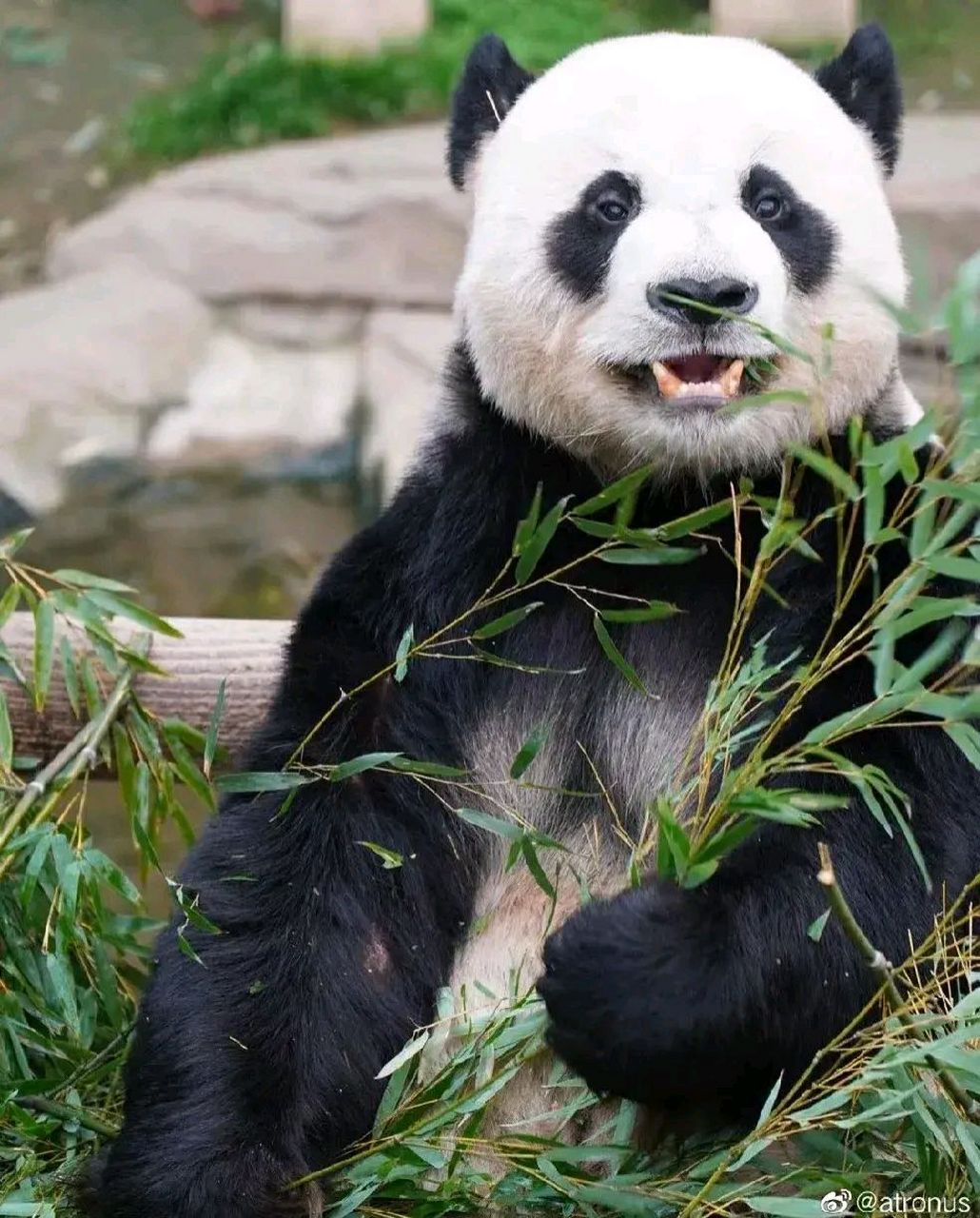 像乐宝一样乐观且勇敢的面对吧!