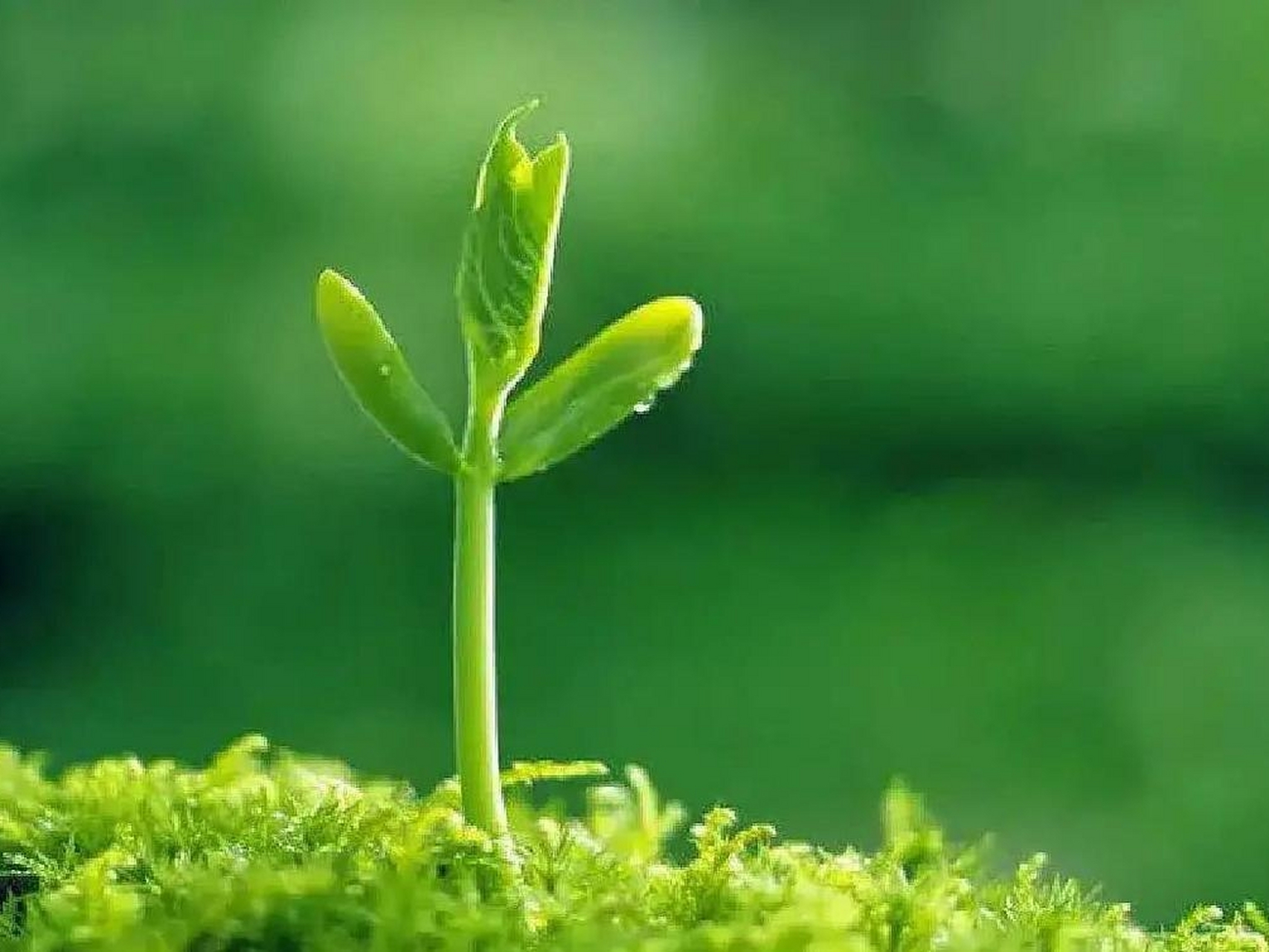 充满希望的春天图片