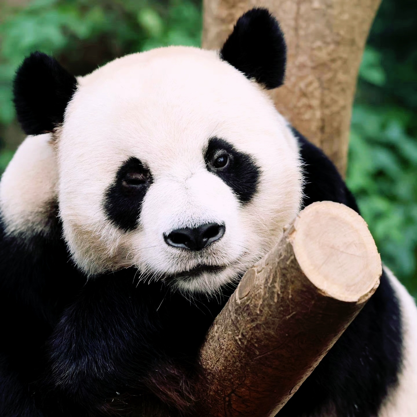 大熊猫乐宝,逍遥又自在,快乐似神仙