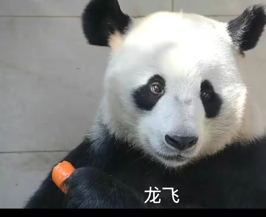 明星大熊猫巴斯的移动血库,你知道是谁吗?
