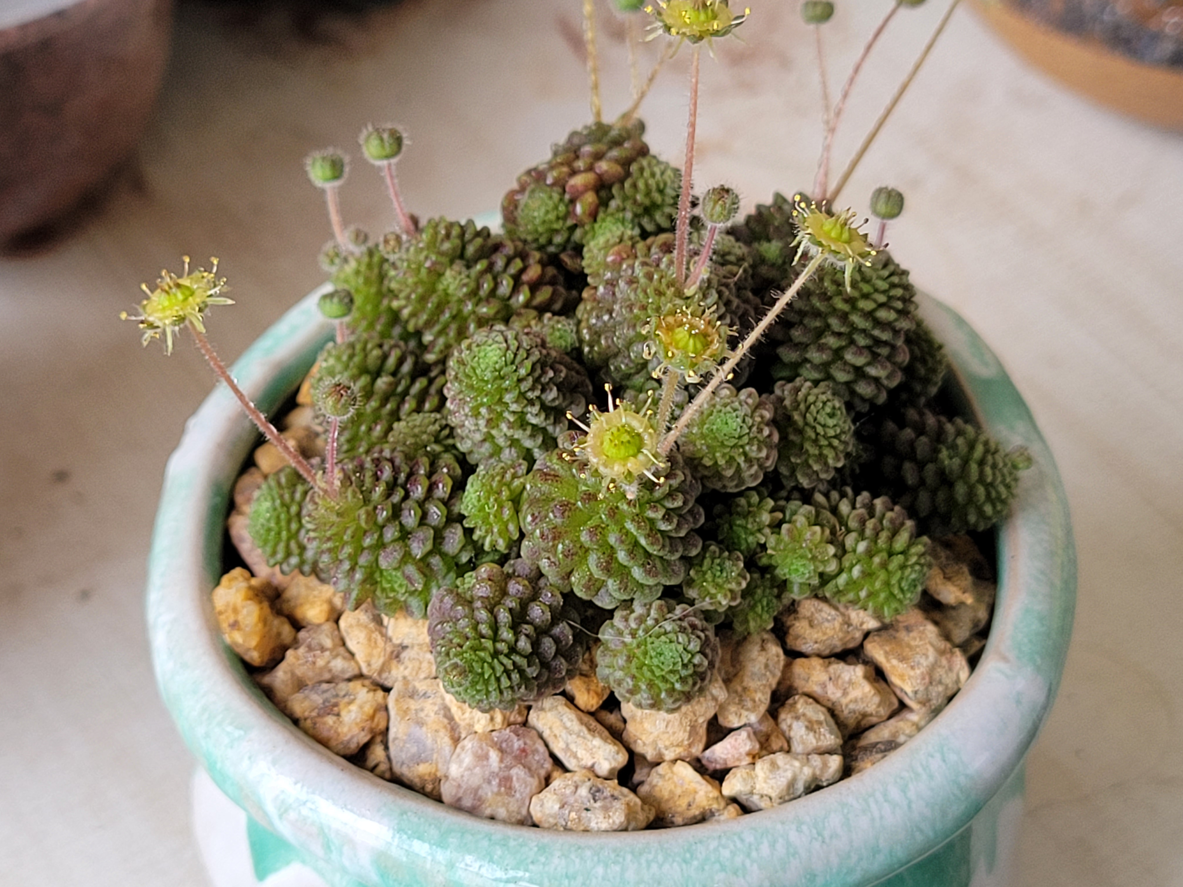 多肉魔男开花了!