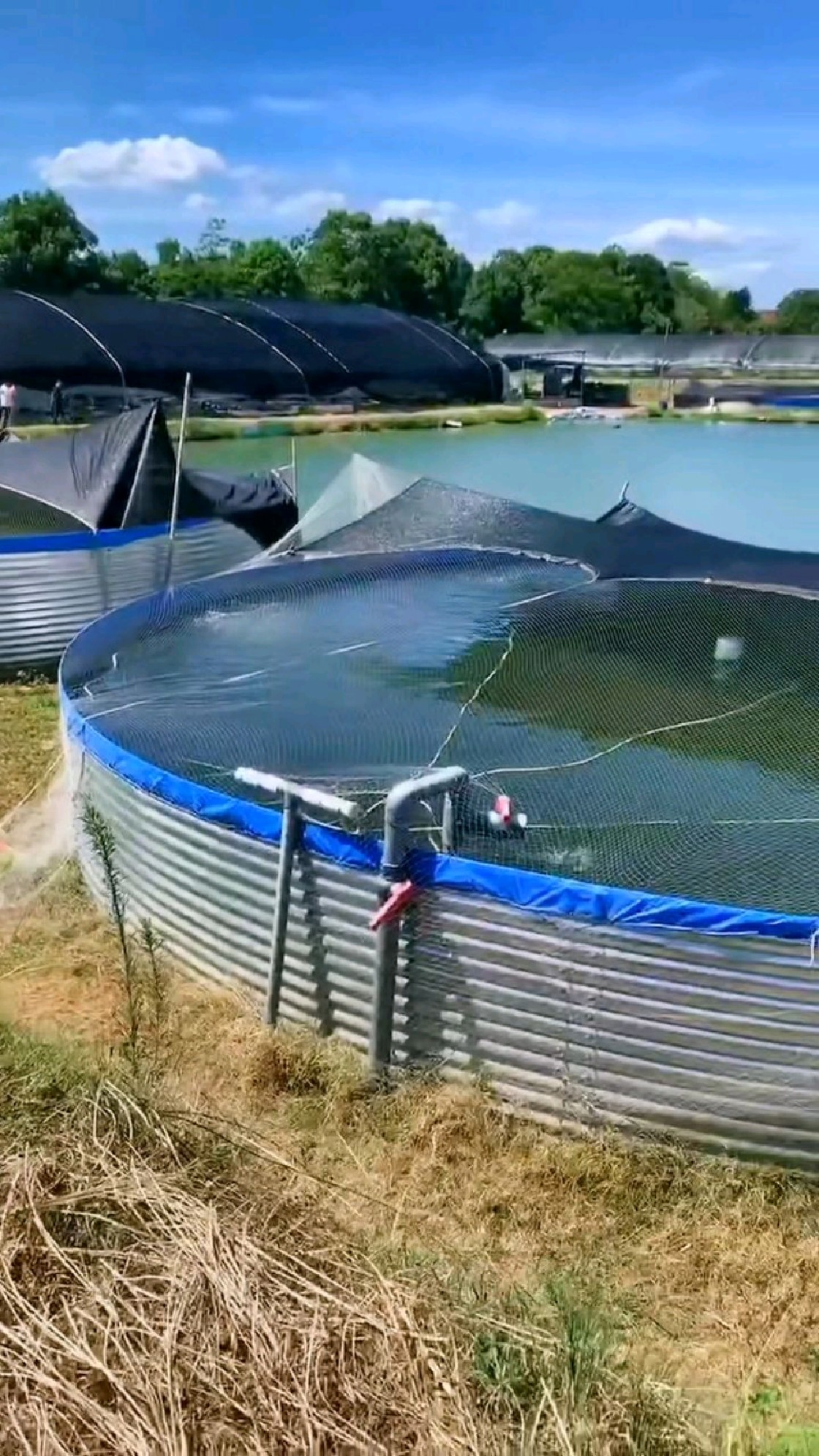 回访客户水产养殖基地 #镀锌板帆布鱼池 #高密度养殖 #工厂化循环水