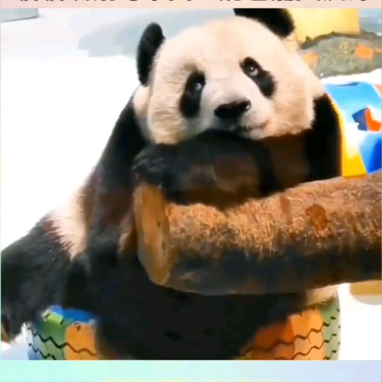 当看到大熊猫暖暖坐在那里伤心地哭泣时,我才意识到马来西亚的奶爸们