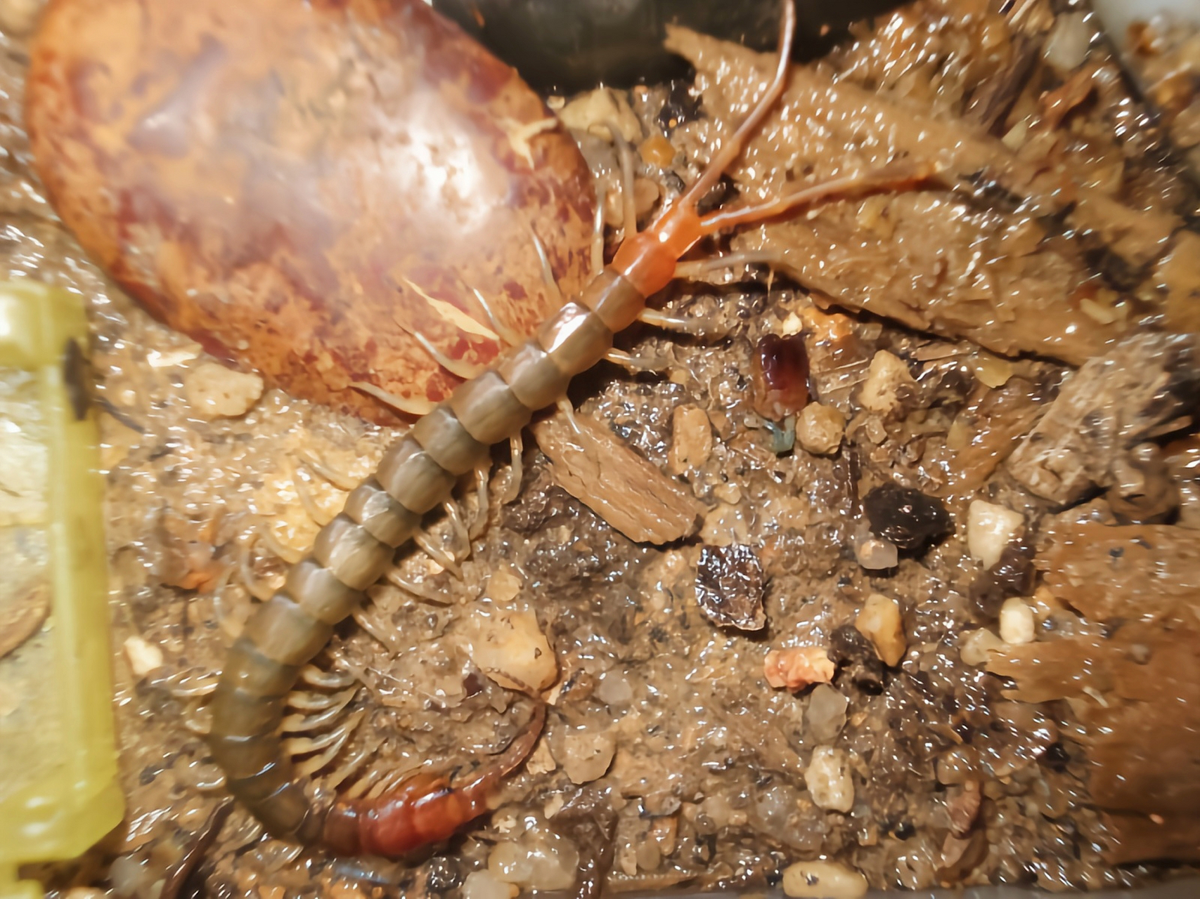 金头蜈蚣有剧毒,主要分布于亚洲,印度洋诸岛,南美洲地区.以其他节肢