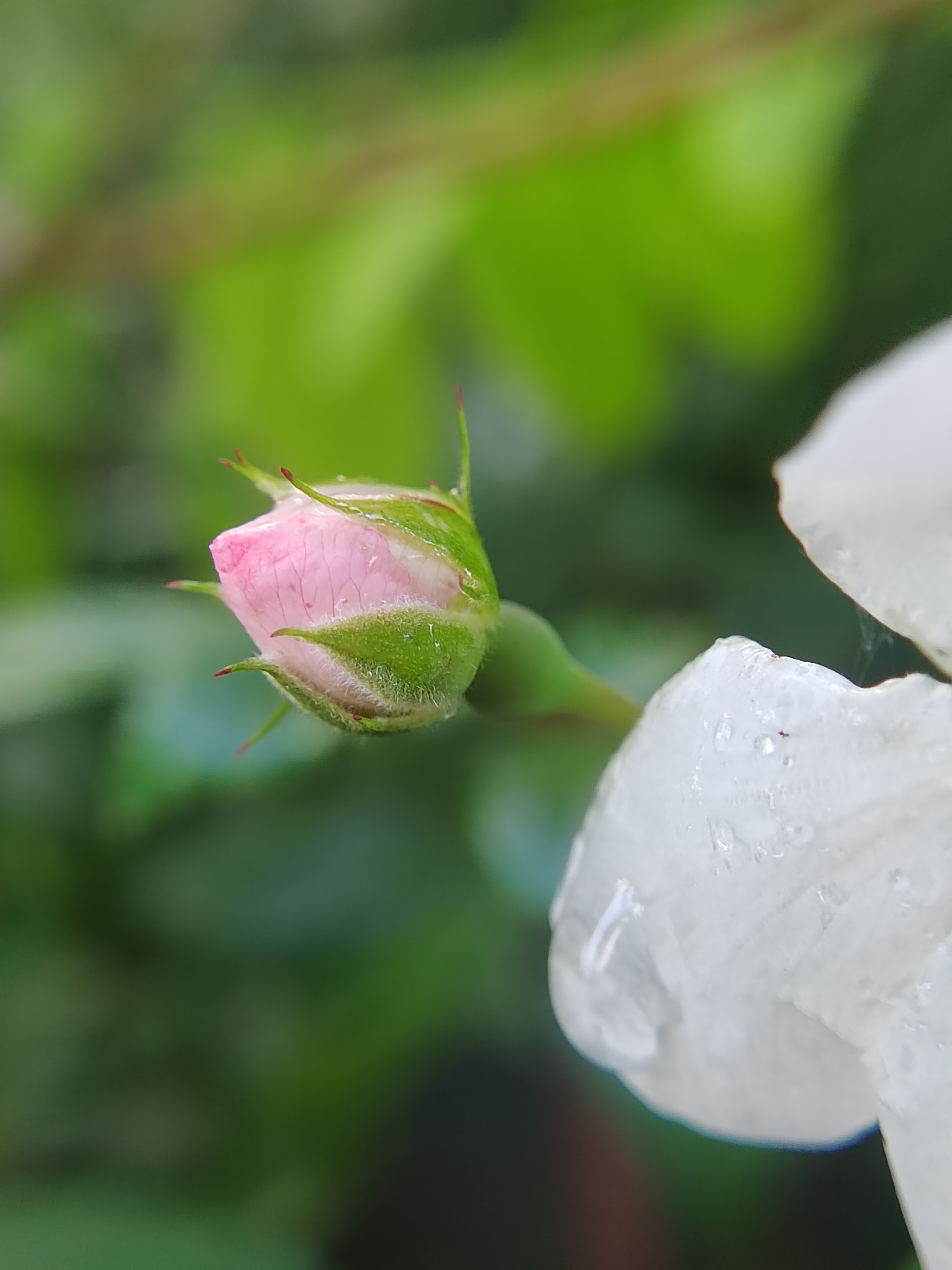 各种花含苞待放