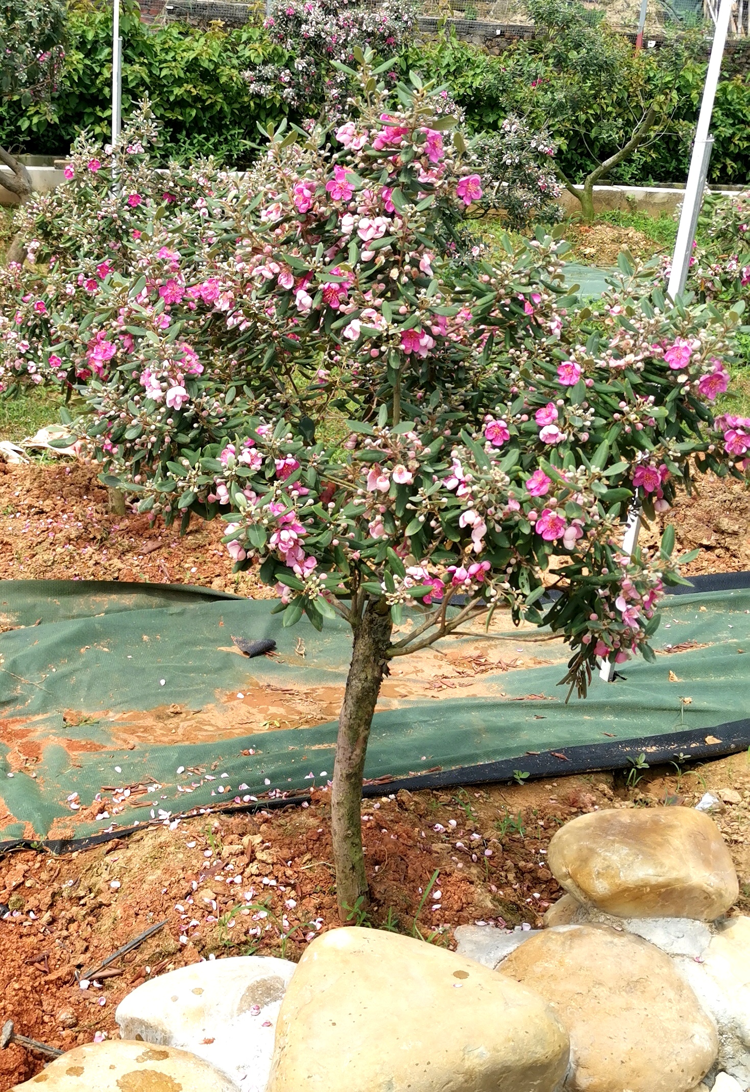 野生山稔果的用处有哪些(山稔根泡酒有什么好处)